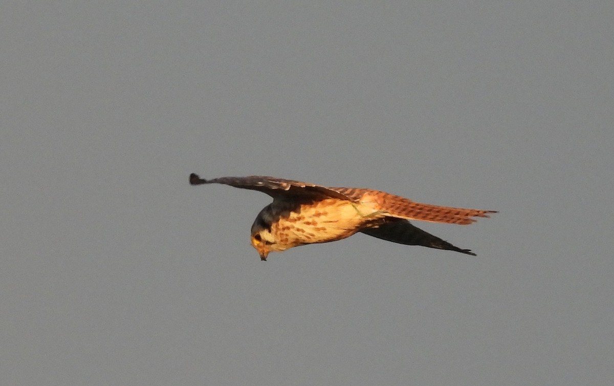 American Kestrel - ML612572094