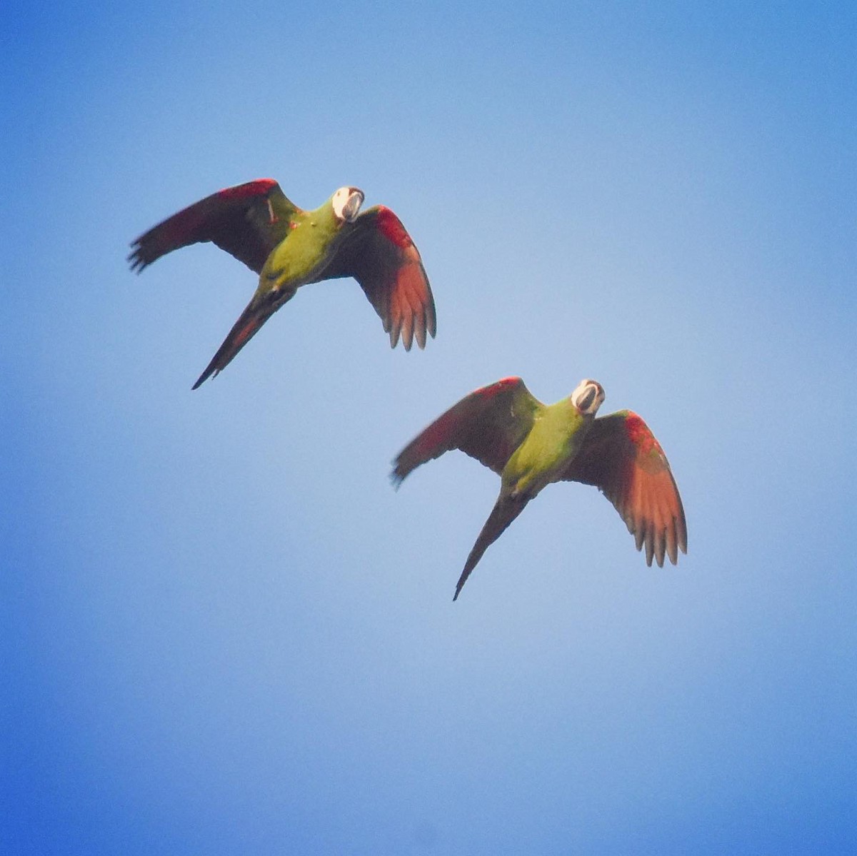 Chestnut-fronted Macaw - ML612572127