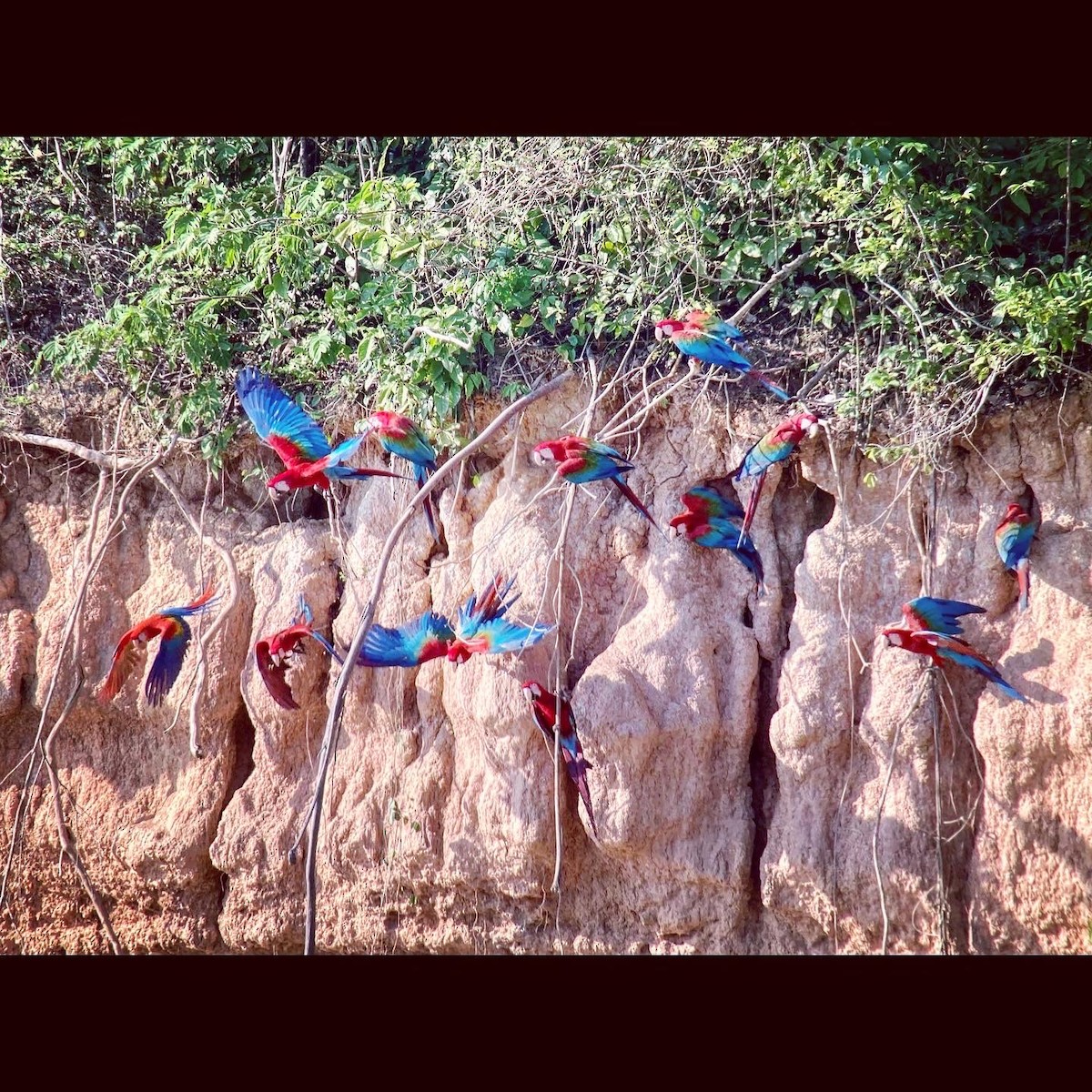 Red-and-green Macaw - ML612572150