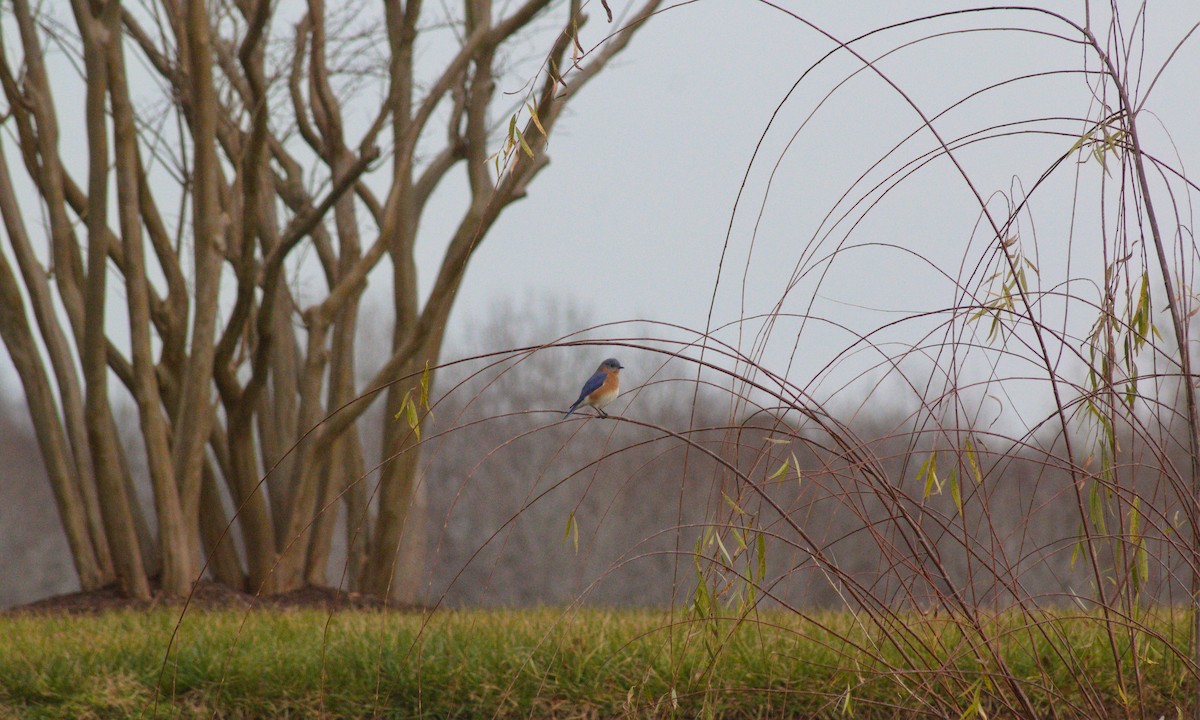 Eastern Bluebird - ML612572173