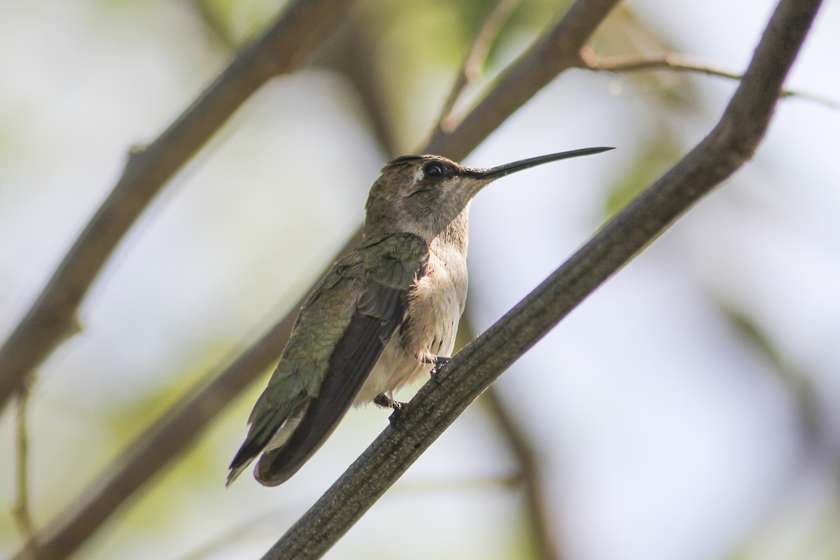 Ruby-throated Hummingbird - ML612572197