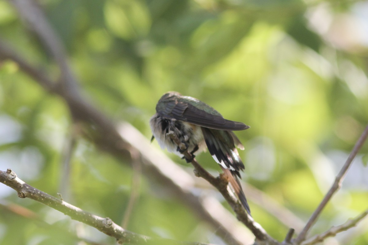 Ruby-throated Hummingbird - ML612572198
