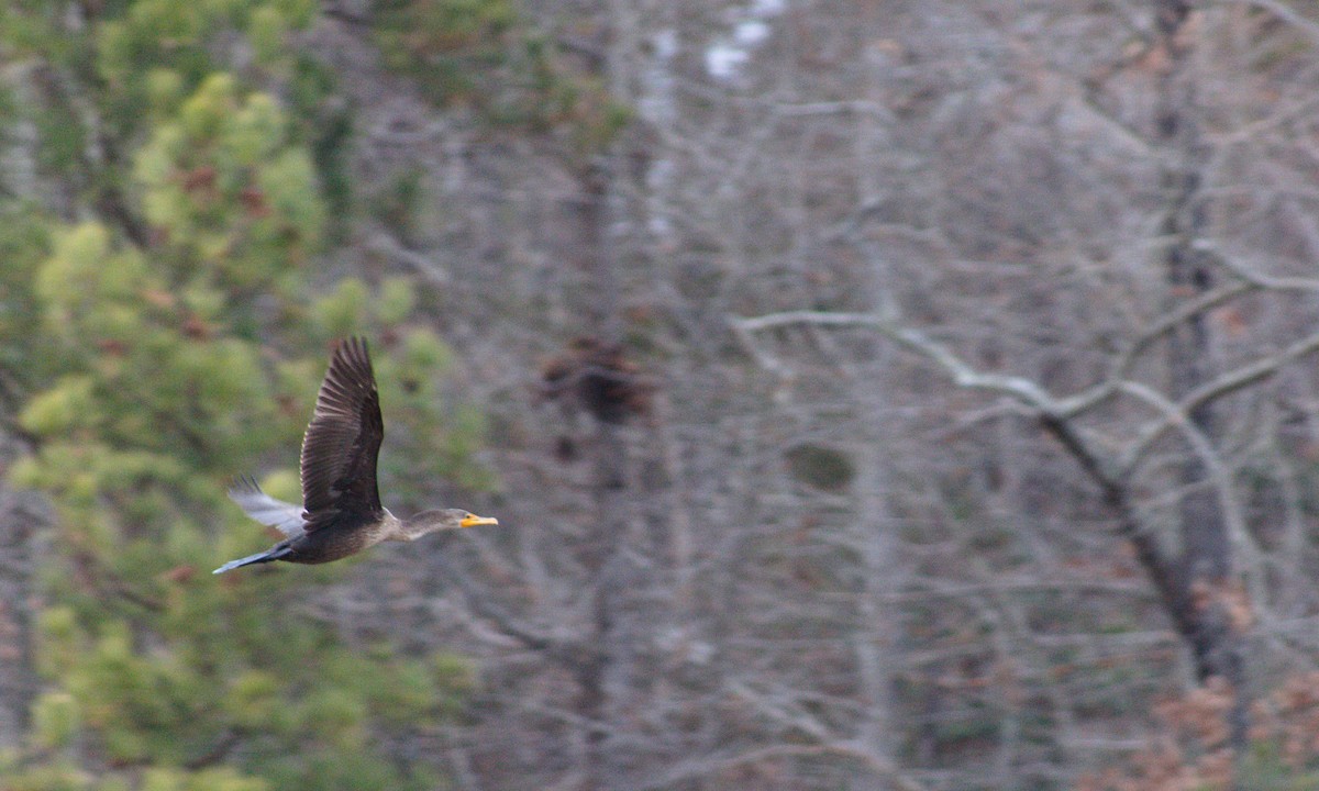 Double-crested Cormorant - ML612572220