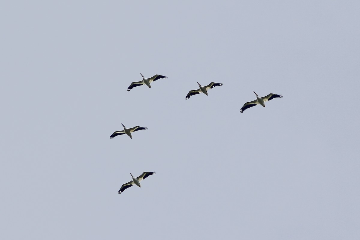 American White Pelican - ML612572225