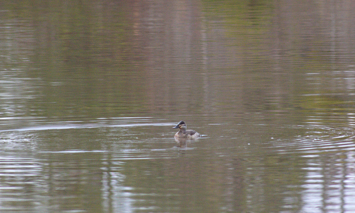 Ruddy Duck - ML612572228