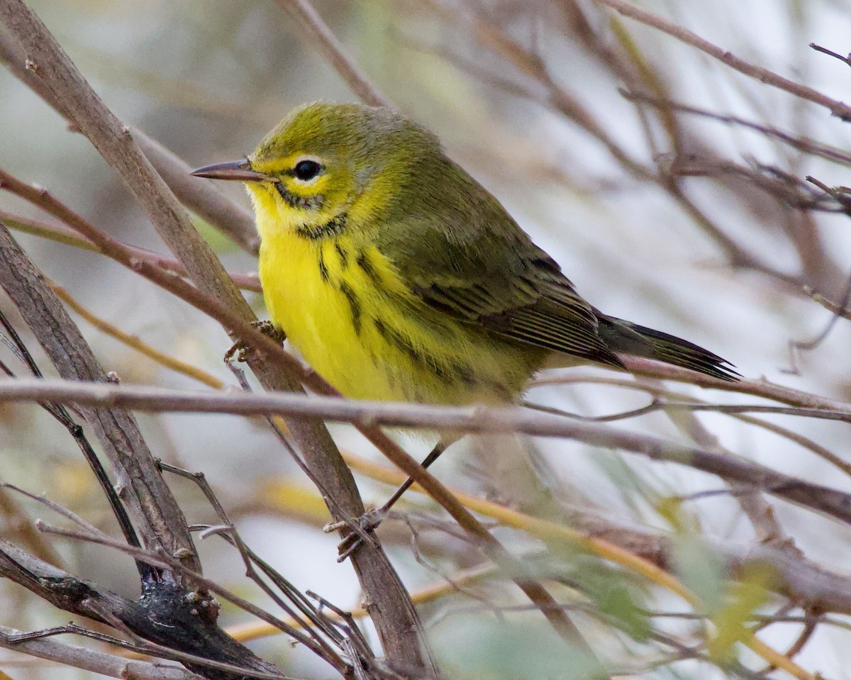 Prairie Warbler - ML612572246