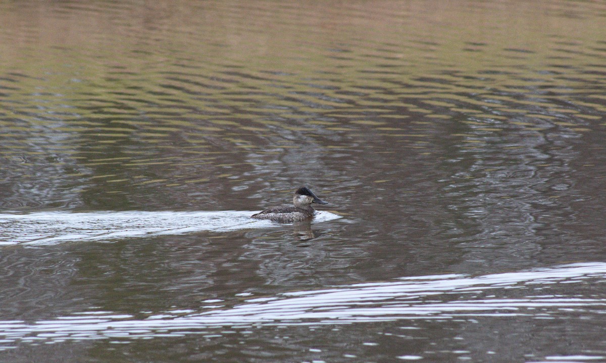 Ruddy Duck - ML612572247