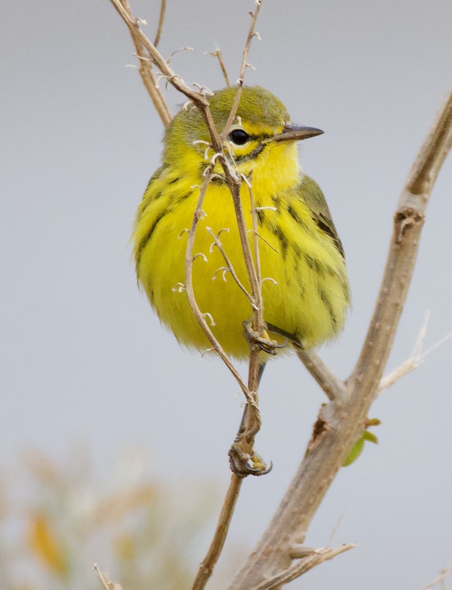 Prairie Warbler - ML612572255