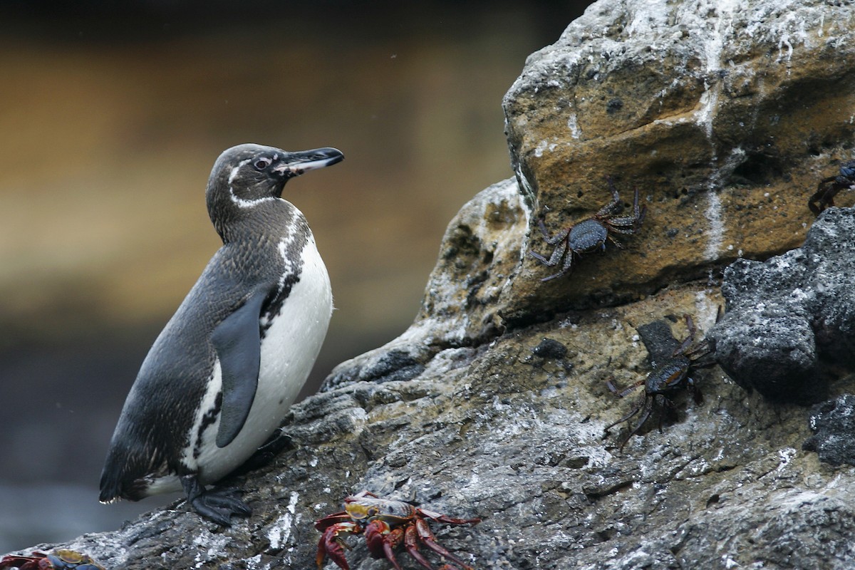 Pingüino de Galápagos - ML612572258
