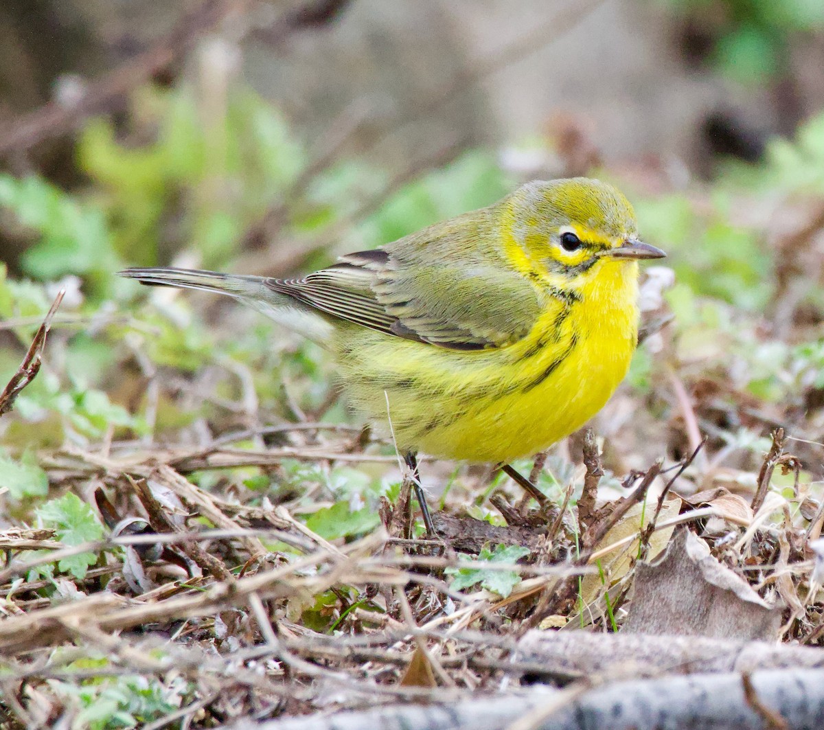 Prairie Warbler - ML612572262