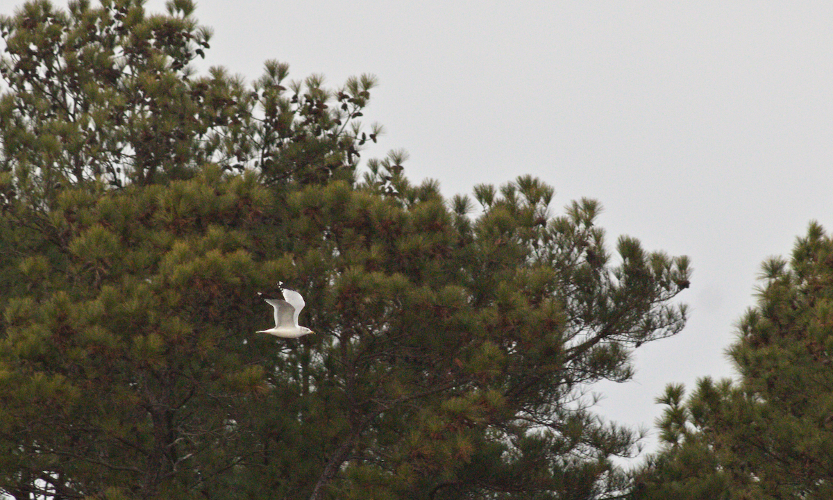 Ring-billed Gull - ML612572269