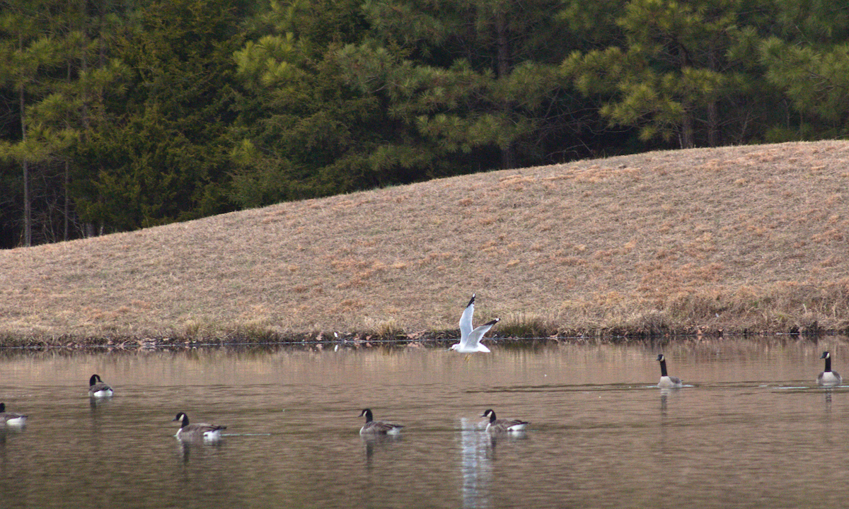 Ring-billed Gull - ML612572271