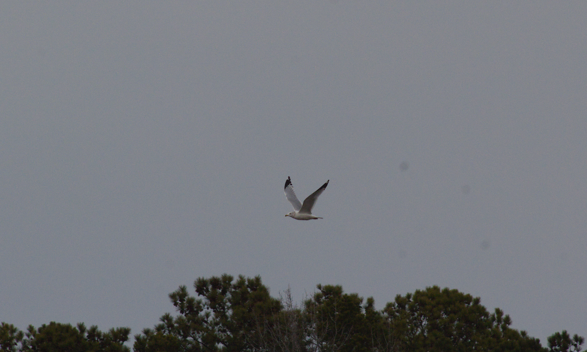 Ring-billed Gull - ML612572272