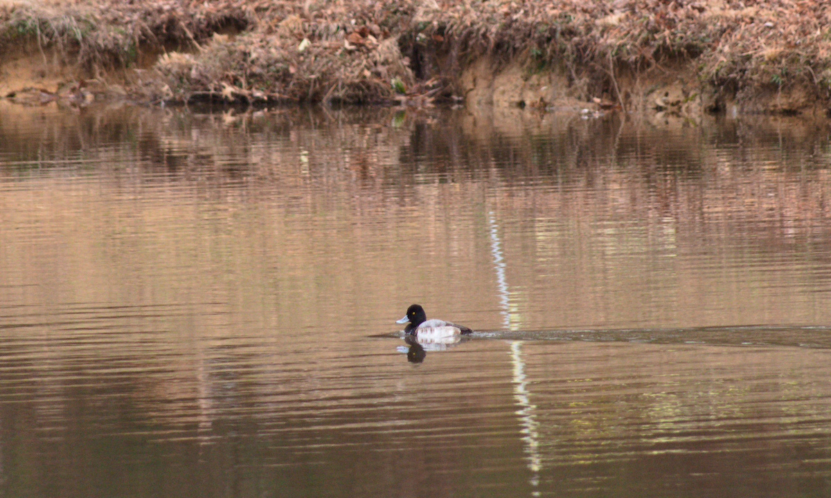 Lesser Scaup - ML612572296