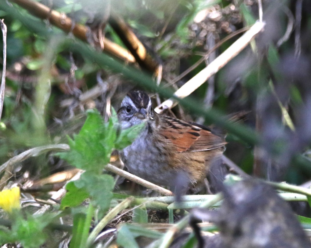 Swamp Sparrow - ML612572297