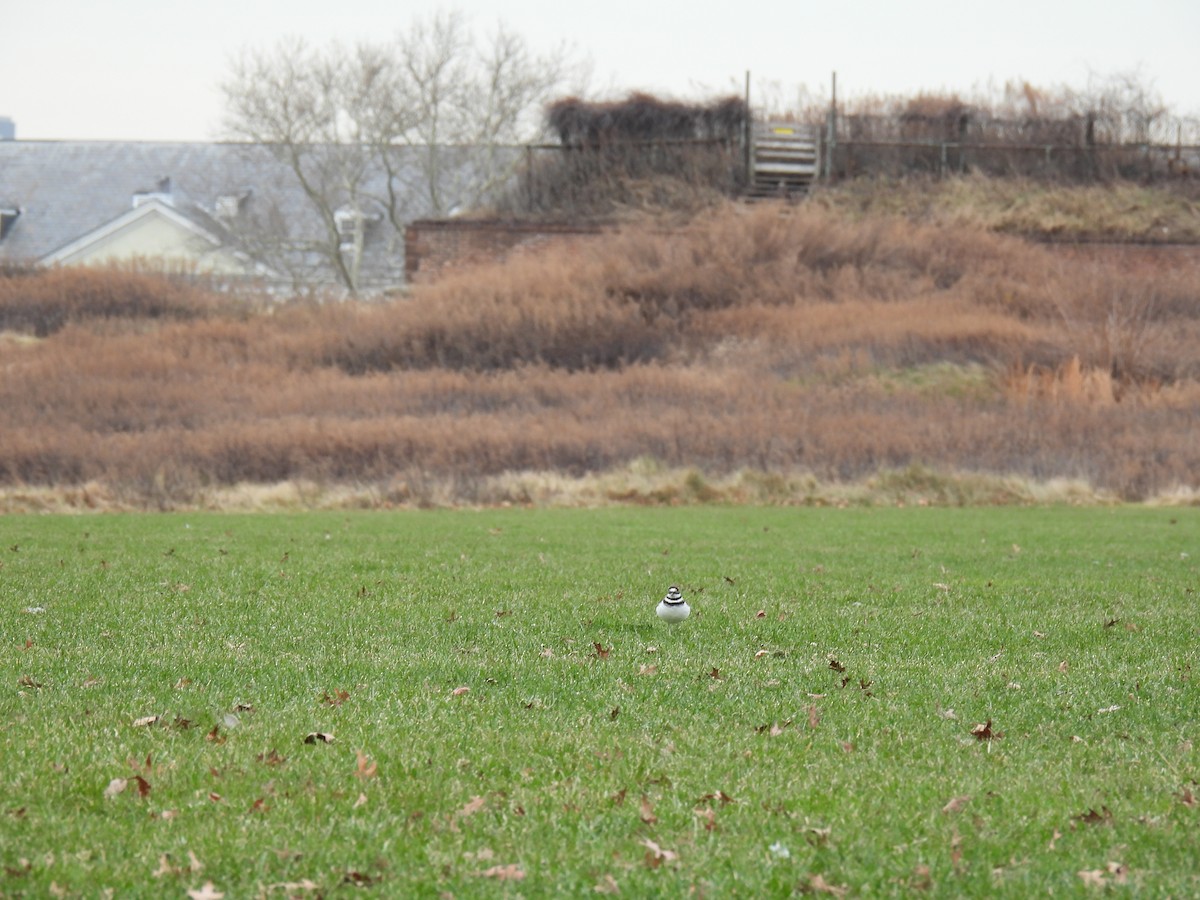 Killdeer - Cathy Weiner