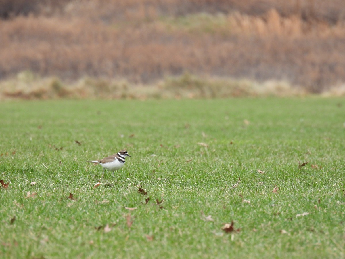 Killdeer - ML612572333