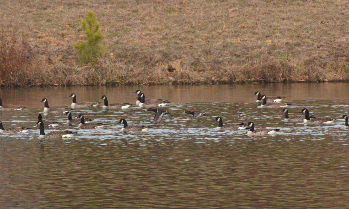 Ring-necked Duck - ML612572336