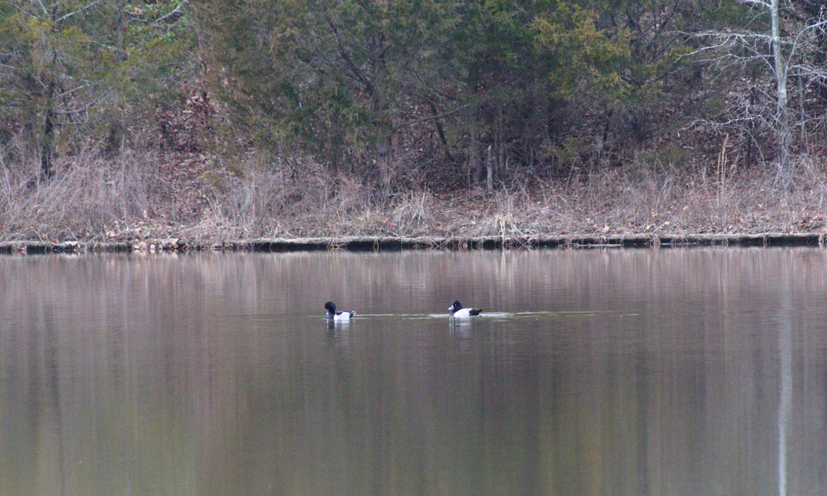 Ring-necked Duck - ML612572337