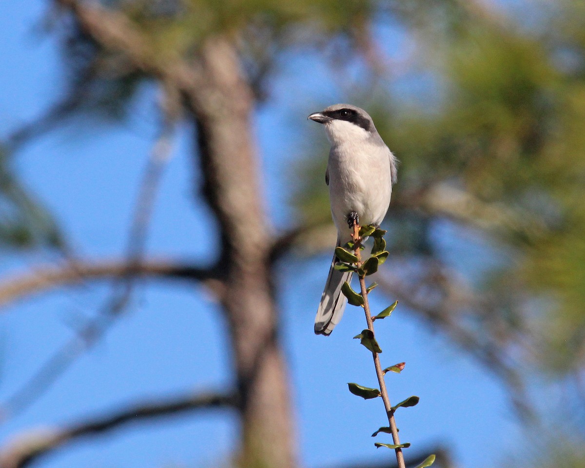 Loggerhead Shrike - ML612572367