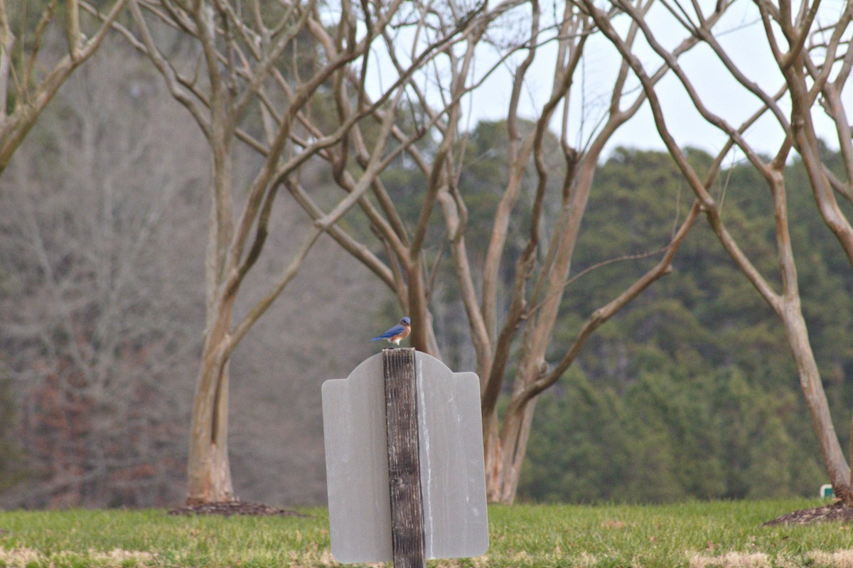 Eastern Bluebird - ML612572378