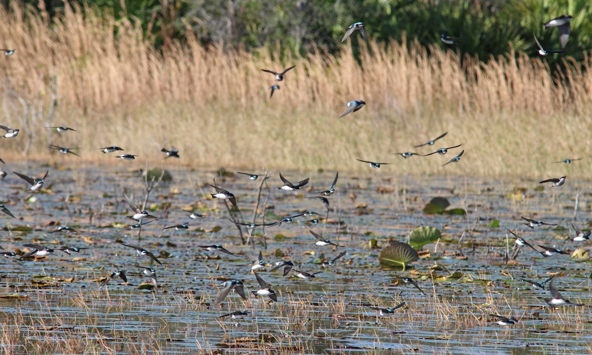 Tree Swallow - ML612572390