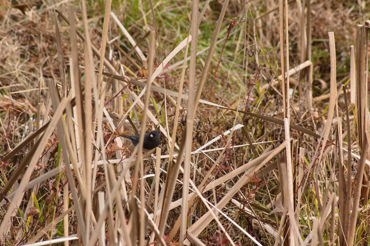 Dark-eyed Junco - ML612572396