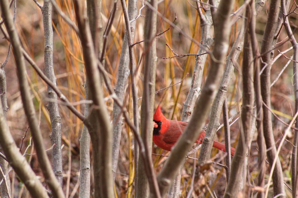 Northern Cardinal - ML612572420