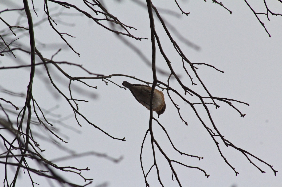 Eastern Bluebird - ML612572457