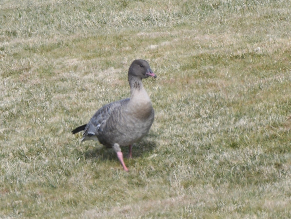 Pink-footed Goose - ML612572485