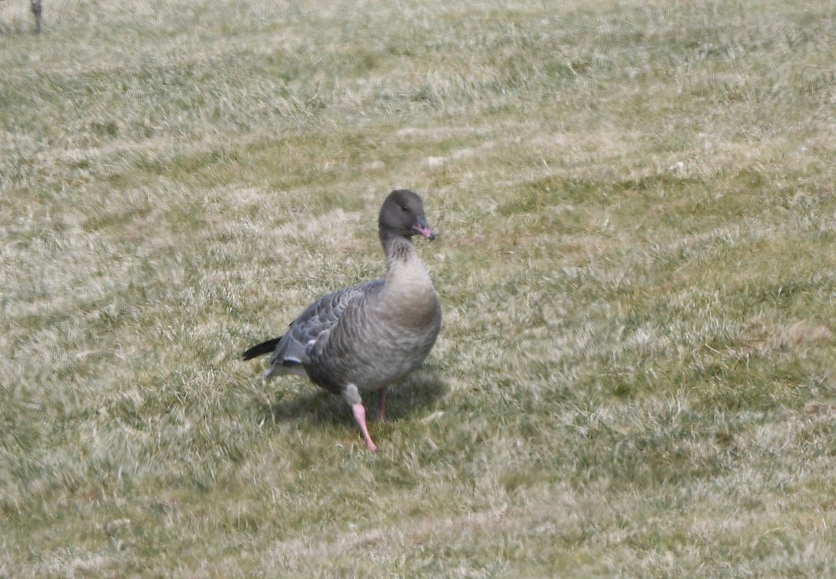 Pink-footed Goose - ML612572486