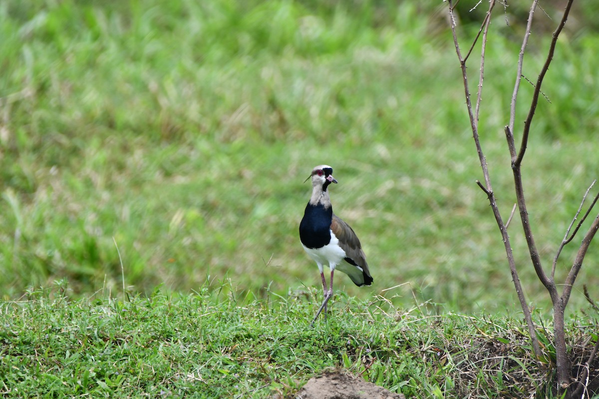 Southern Lapwing - ML612572491