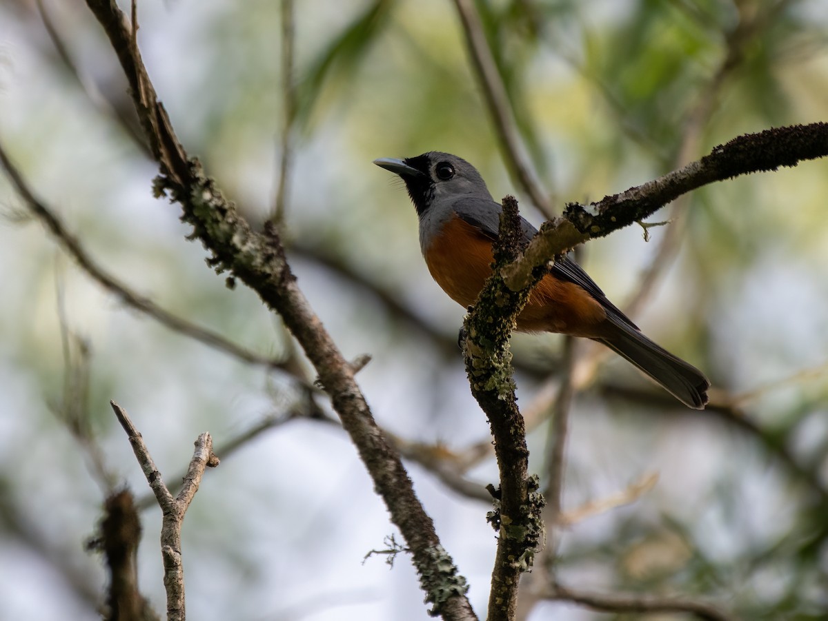 Black-faced Monarch - ML612572505