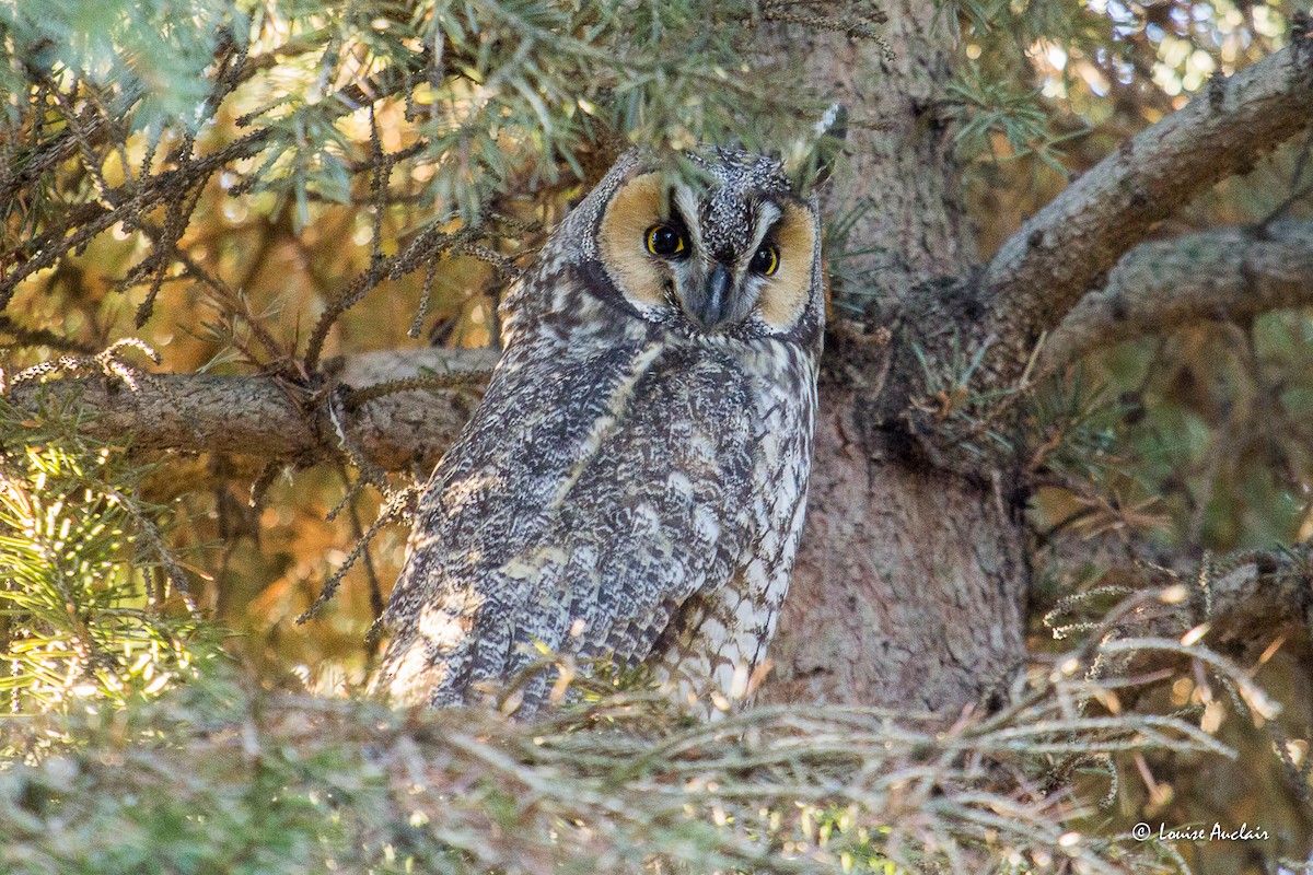 Long-eared Owl - Louise Auclair