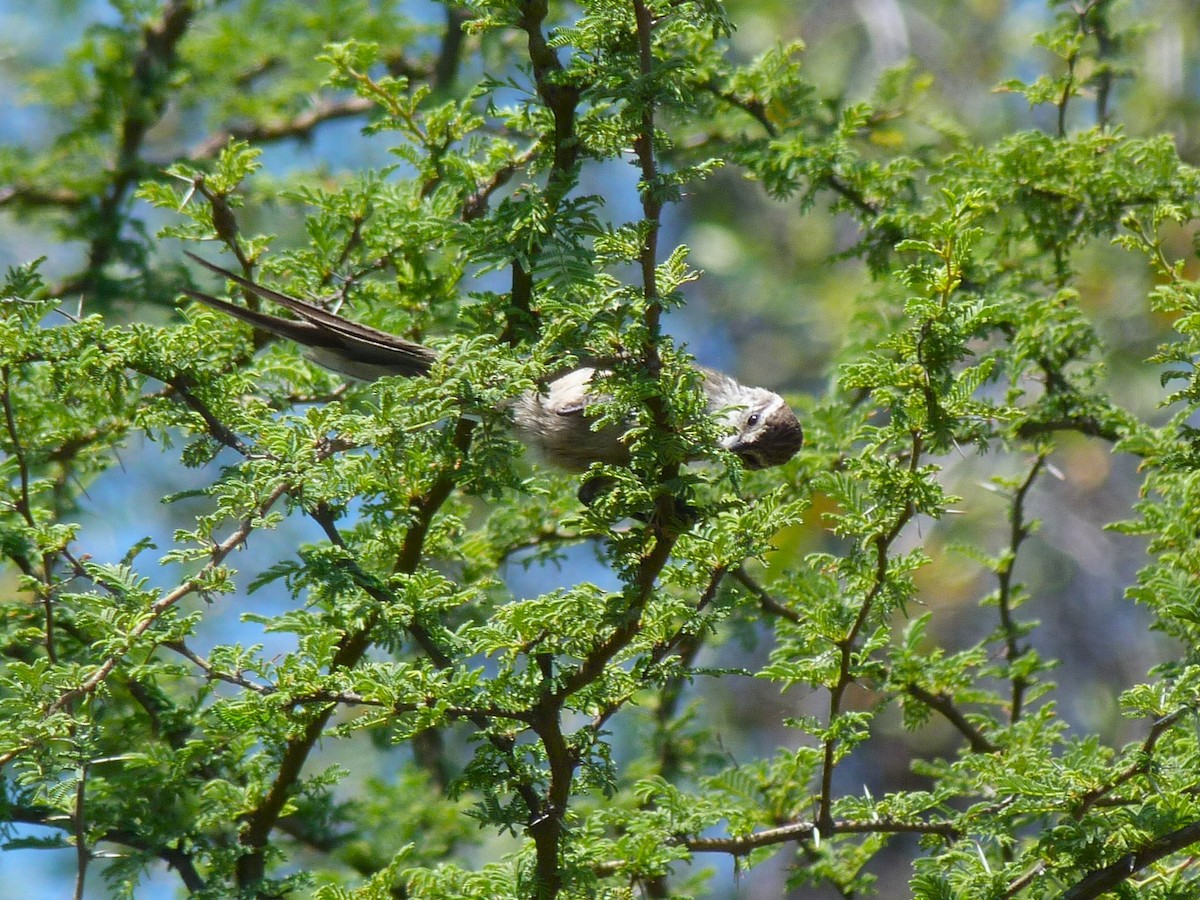 Plain-mantled Tit-Spinetail - ML612572702