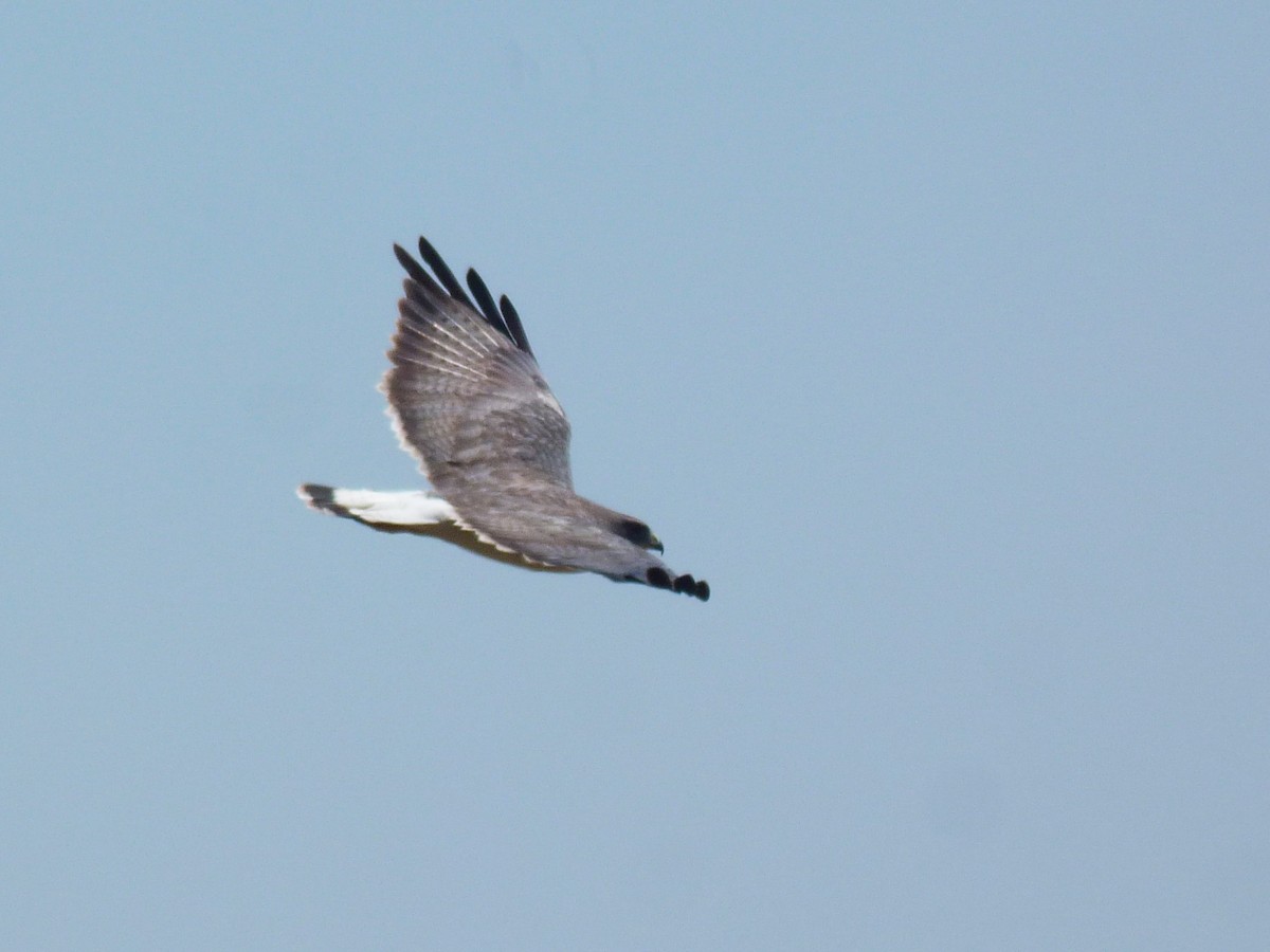 Variable Hawk - ML612572725