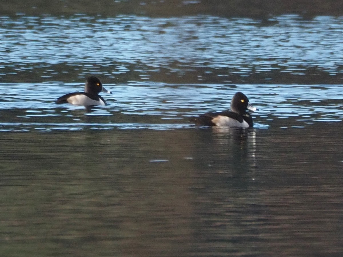 Ring-necked Duck - ML612572819