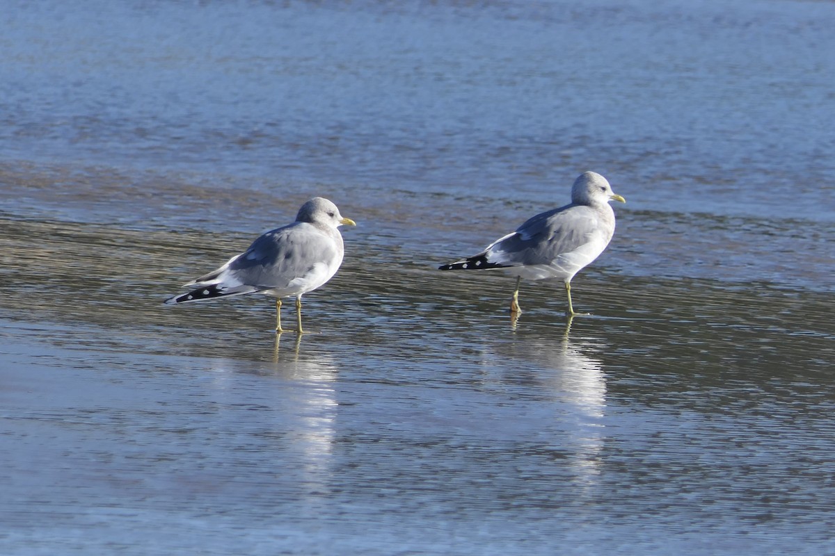 Short-billed Gull - ML612572860