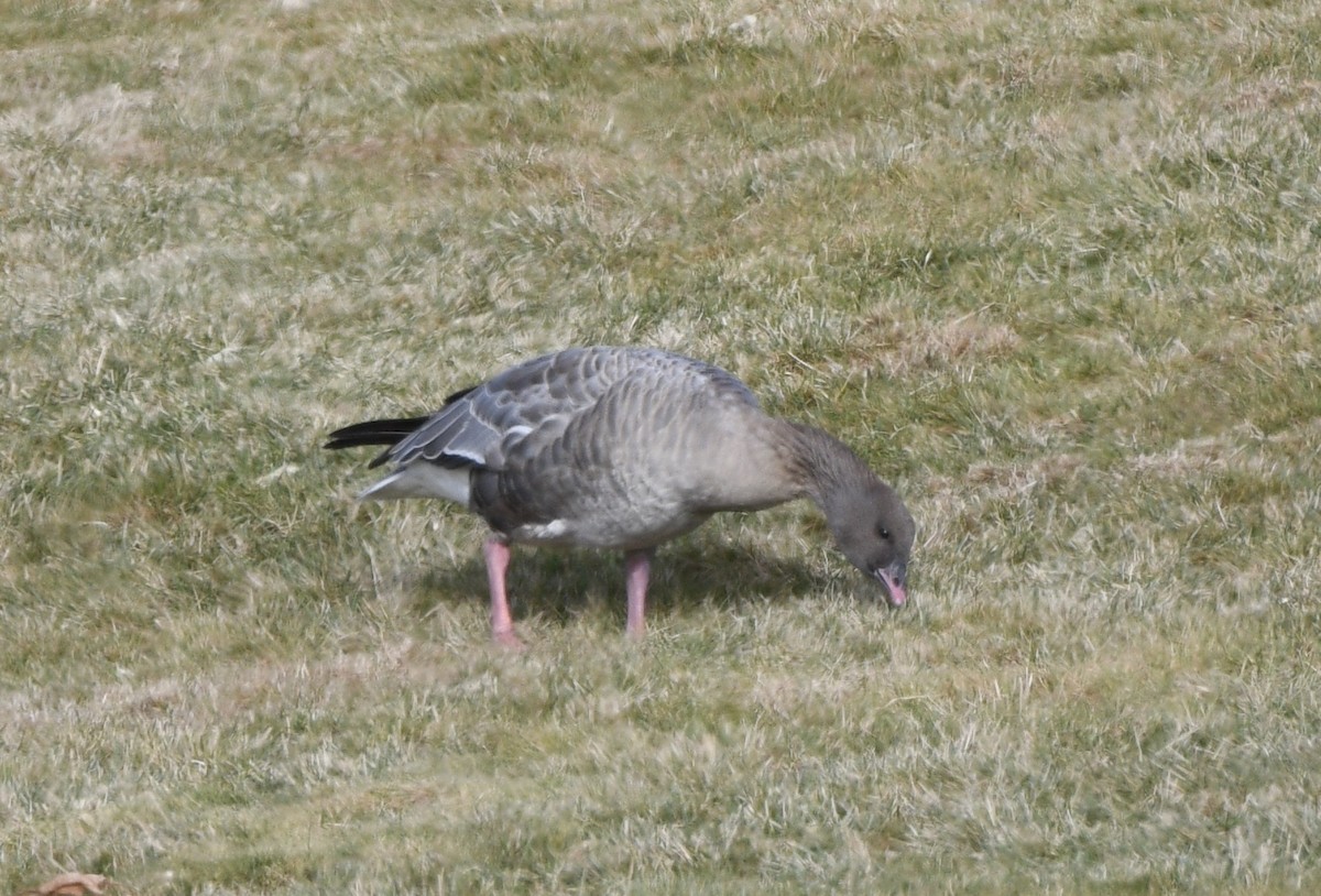 Pink-footed Goose - ML612572865