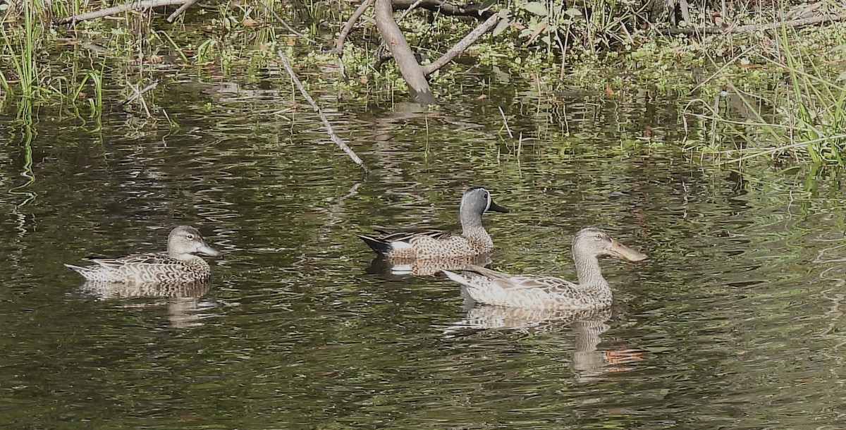 Blue-winged Teal - Lesley Royce