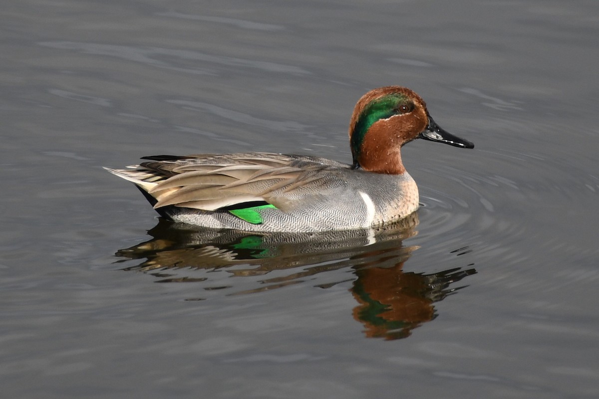 Green-winged Teal - ML612572884