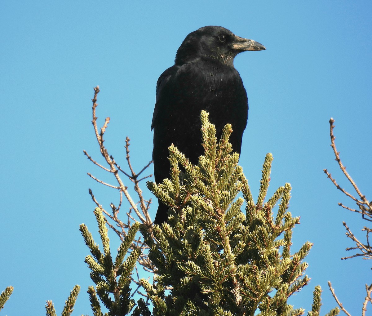 American Crow - Guillaume Daigle