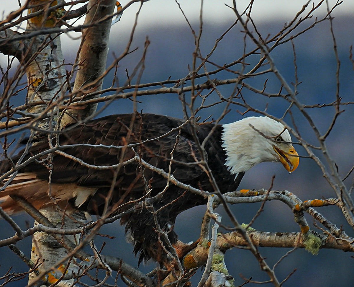 Bald Eagle - Guillaume Daigle