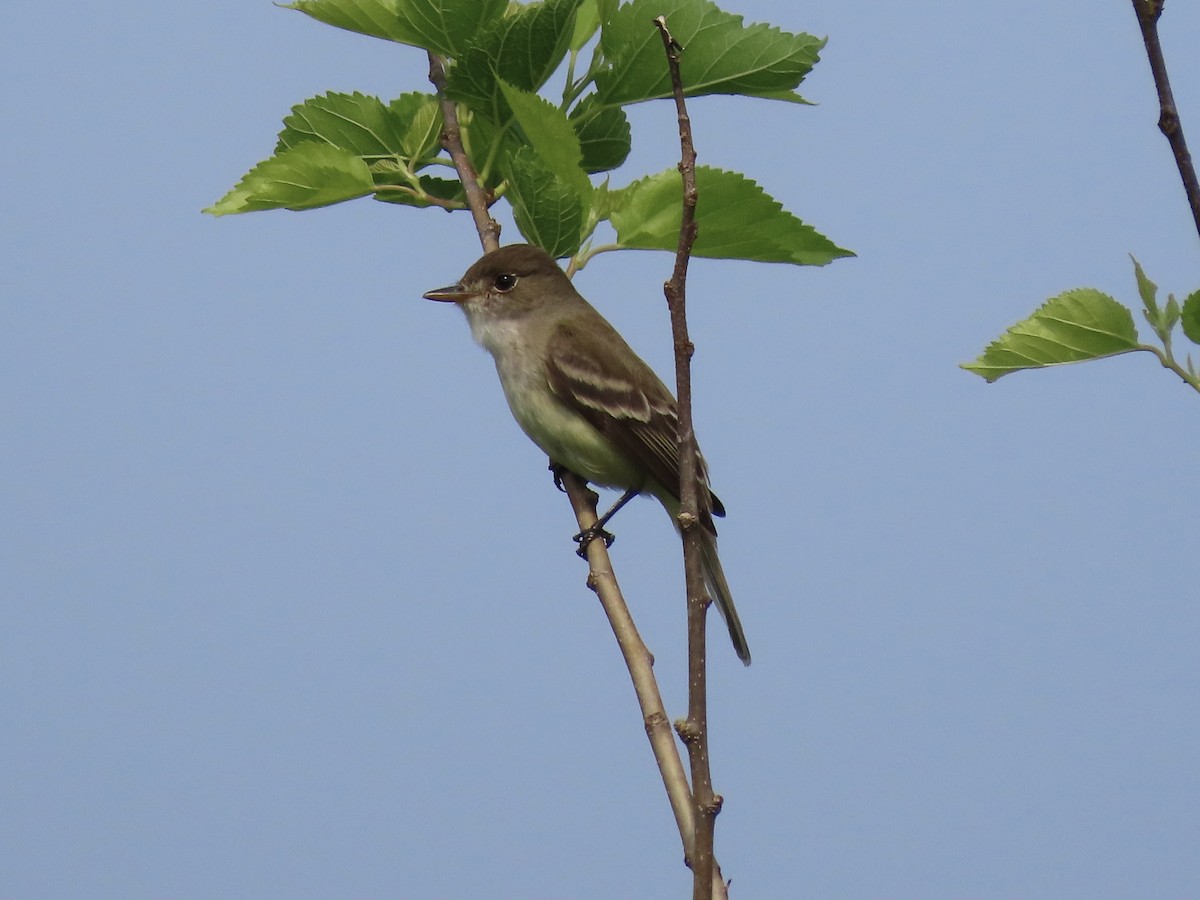 Willow Flycatcher (Eastern) - ML612573007