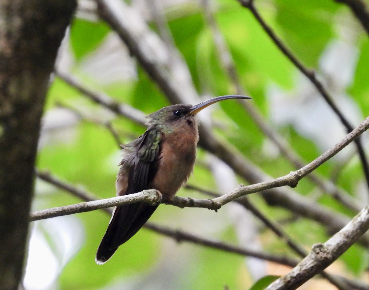 Rufous-breasted Hermit - John Lee