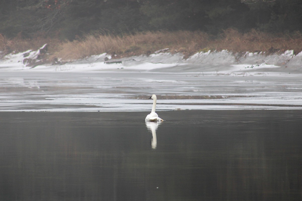 Лебідь-трубач - ML612573068