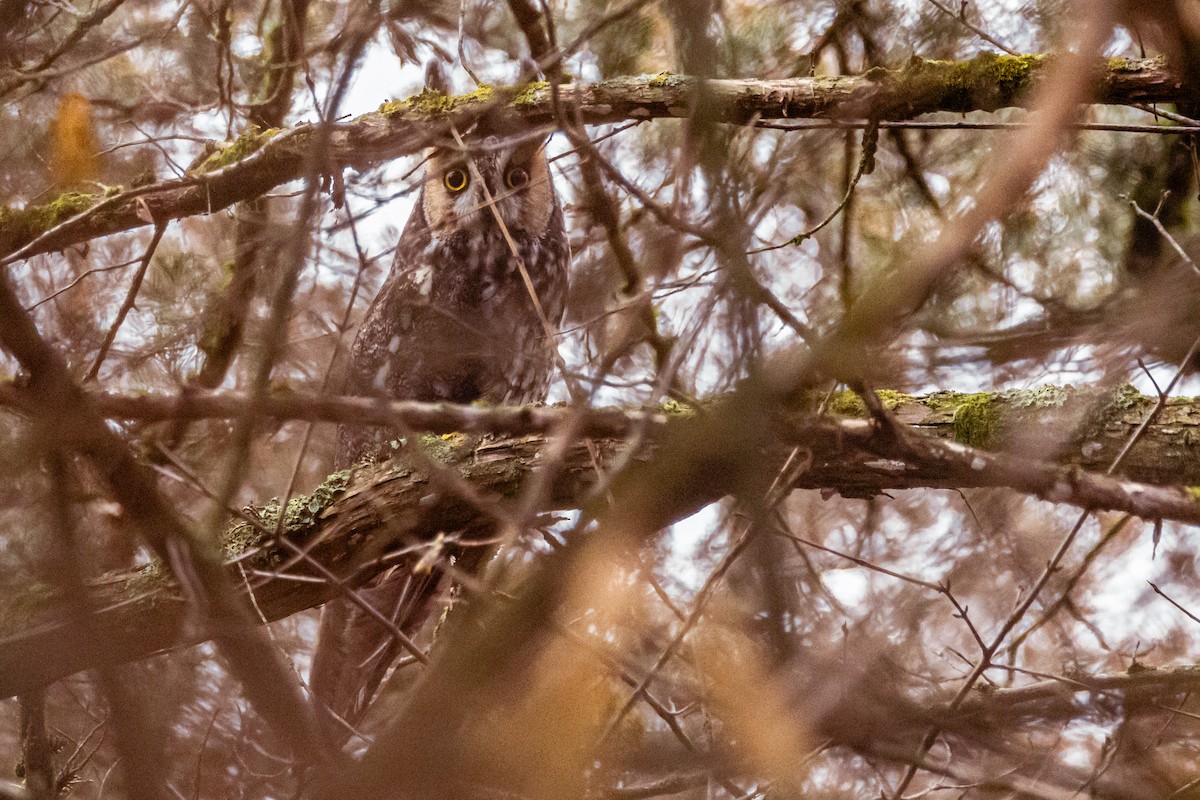 Long-eared Owl - Michelle Terrell