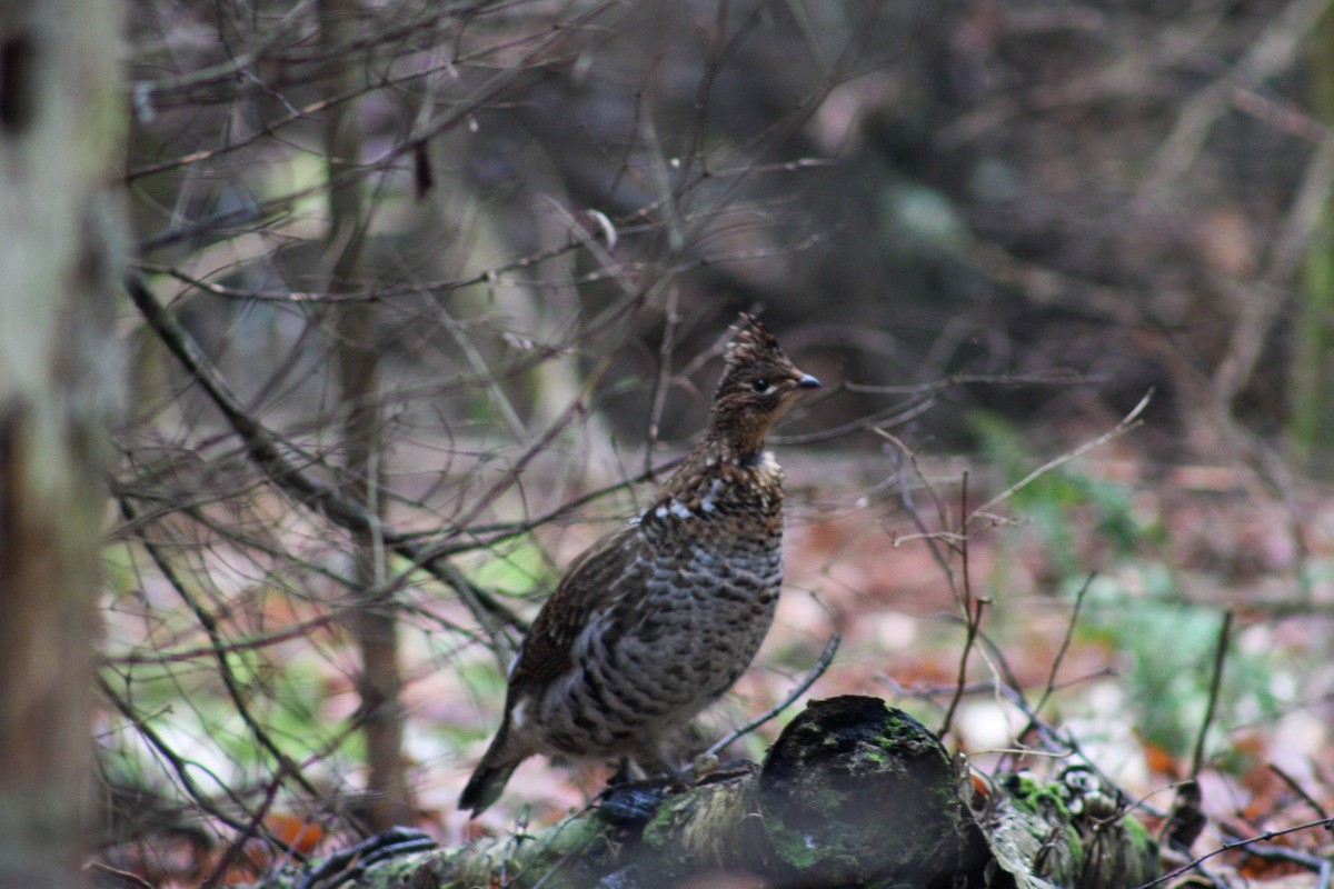 Орябок американський - ML612573079