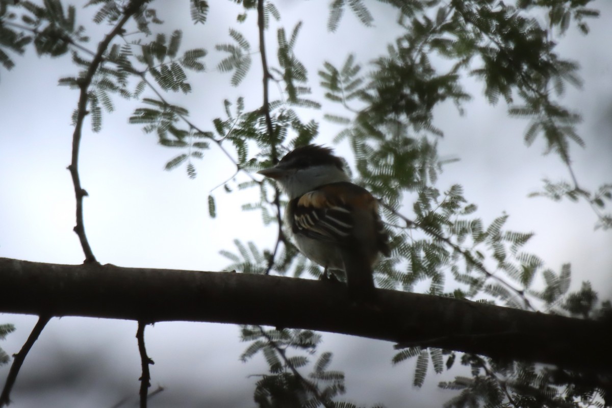 Gray-collared Becard - John hale