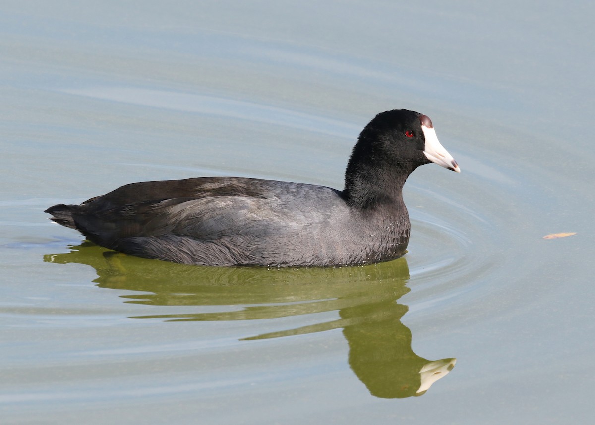 American Coot - ML612573199